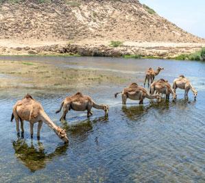 Wadi Darbat
